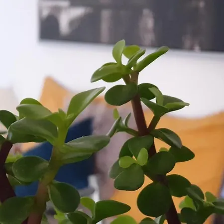 Casa Compartida Weyler 酒店