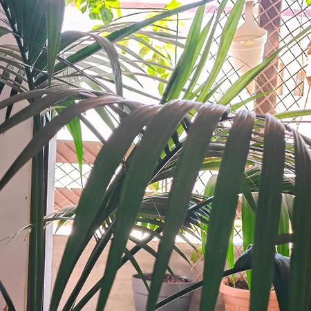 Szálloda Casa Compartida Weyler