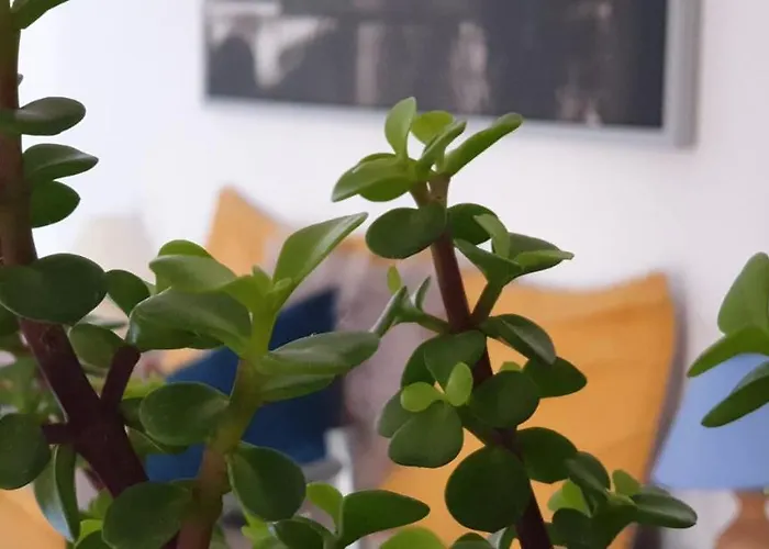 Casa Compartida Weyler 호텔